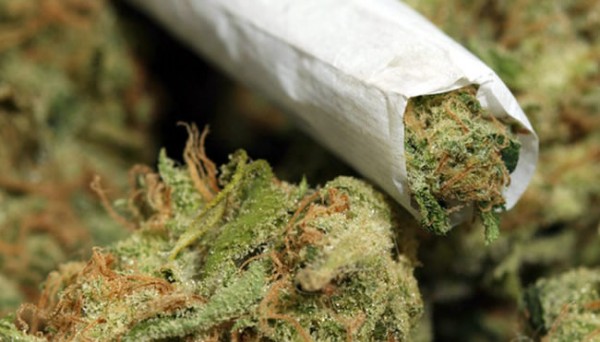 blunt-bud.jpg