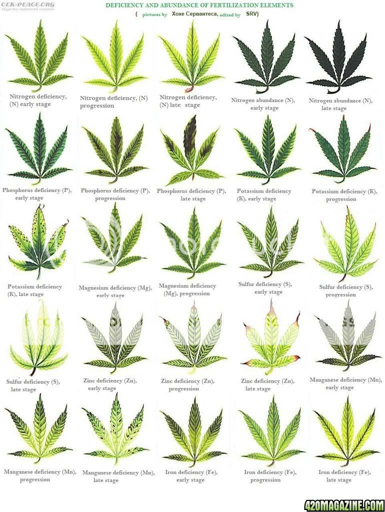 cannabis_leaf-deficiencies.jpg
