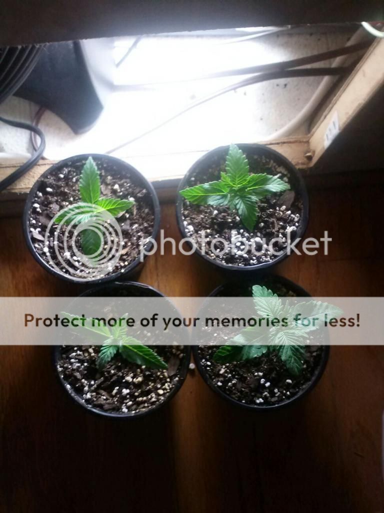 1230121050a_zpsfd71f0a1.jpeg