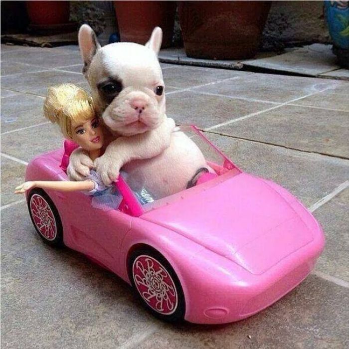 these_funny_animals_12.jpg