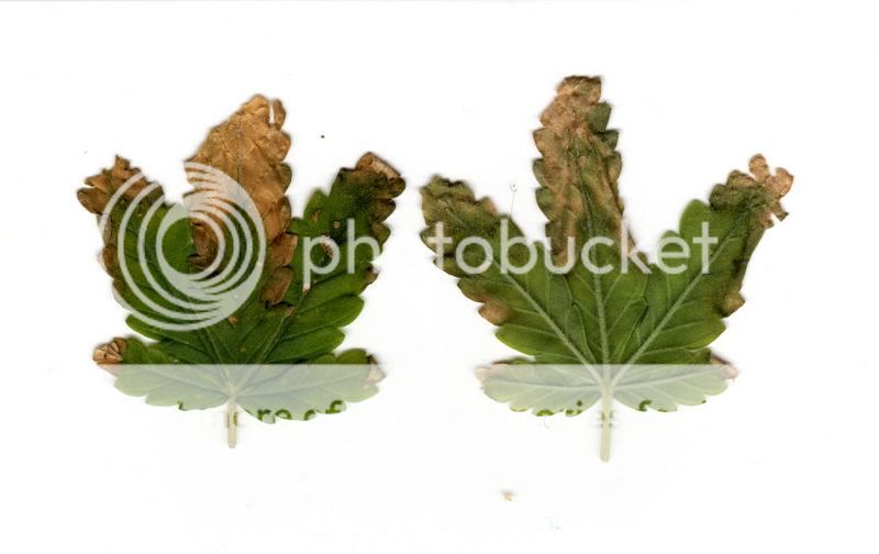 Leaves.jpg