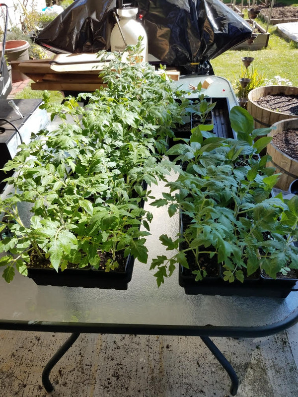 tomatoes-C04122021.jpg