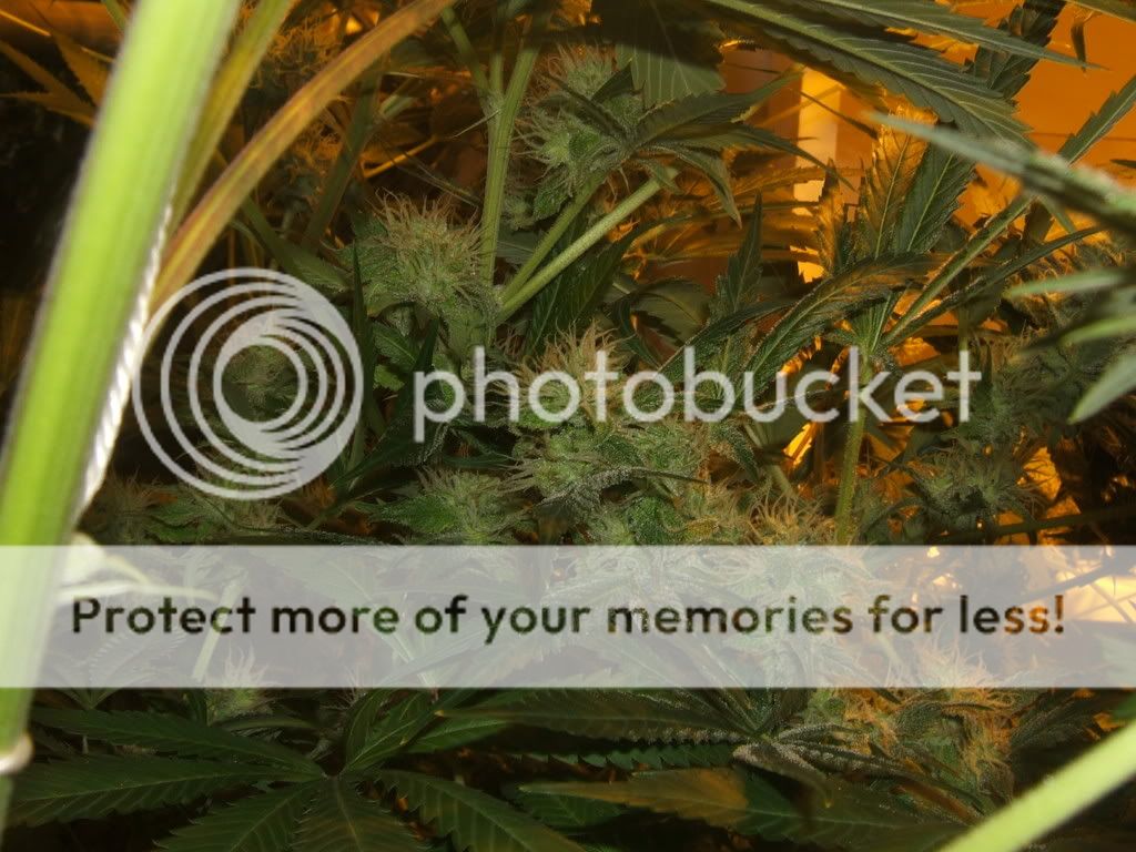 DSCF1557.jpg