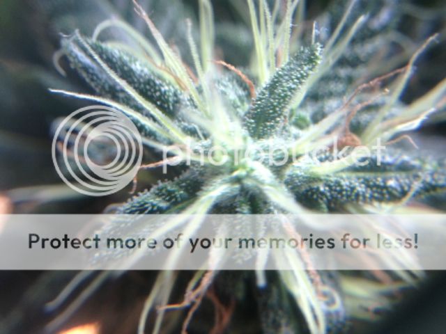 image_20_zpsa47ca3b8.jpeg