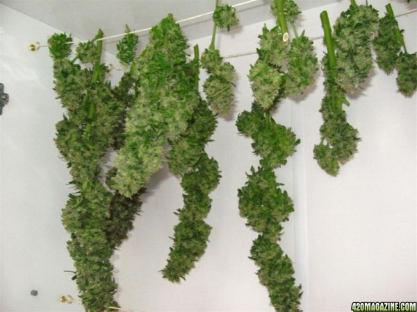CC1_Harvest_oct25_47_.jpg