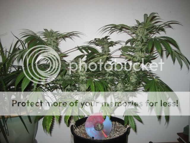 IMG_0885.jpg