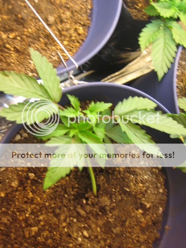plants007.jpg