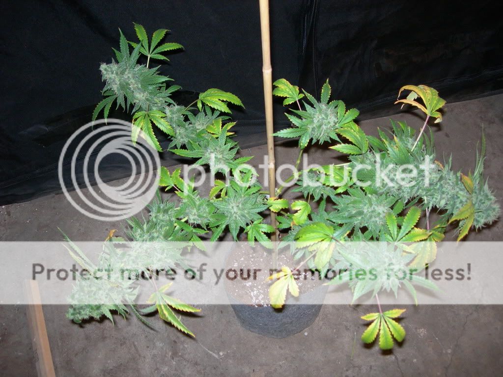 DSCN8357.jpg