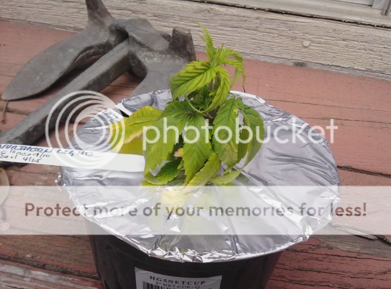 plants_1.jpg