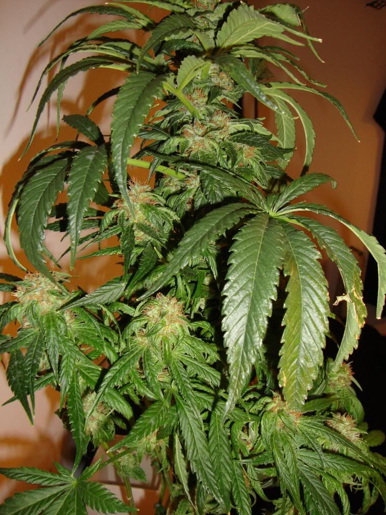 sharksbreath005.jpg