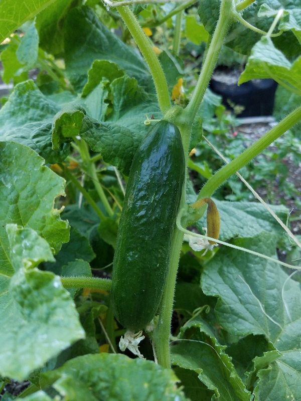 cucumber1a.jpg
