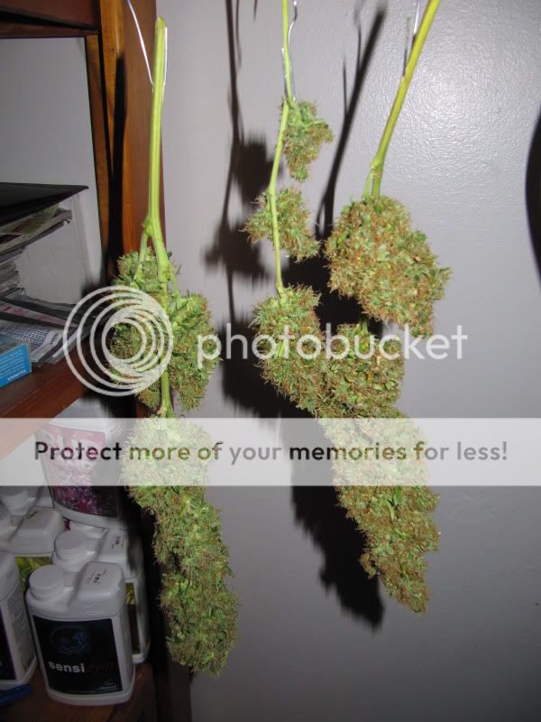 MEdicalHighTimes015.jpg