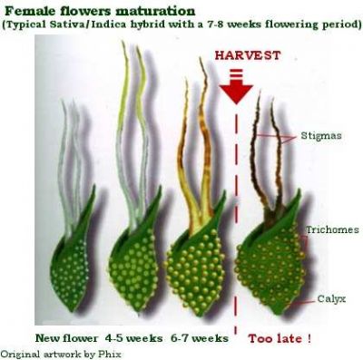 F3CME.jpg