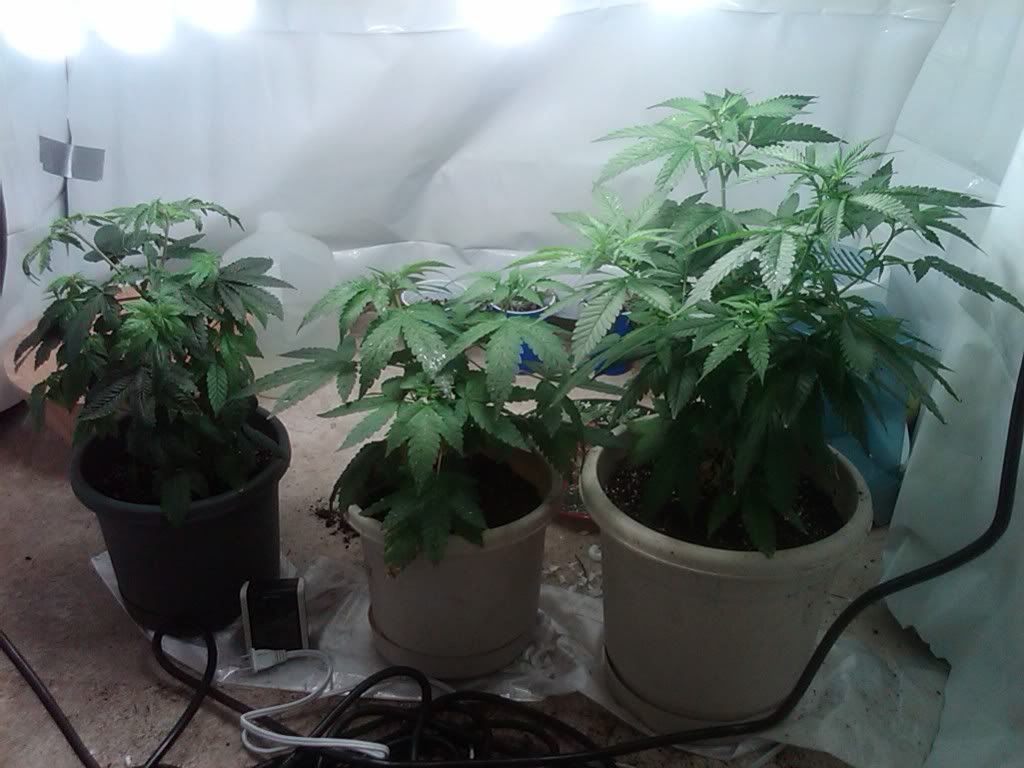 IMG-20110513-00027.jpg