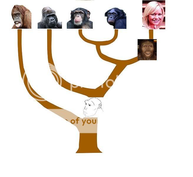 655px-Ape_and_Human_Evolution_Tree.jpg