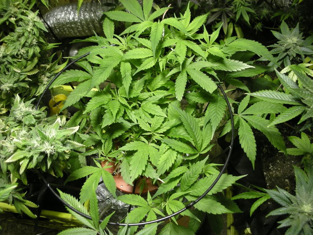DSCN4572.jpg