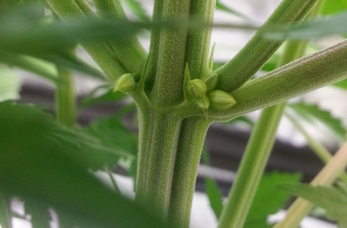 boy-pollen-sacs-cannabis.jpg