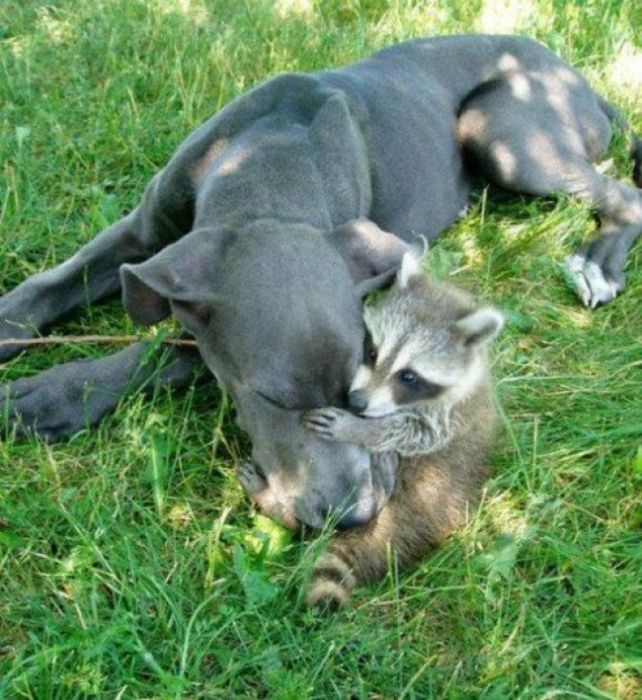 these_funny_animals_14.jpg