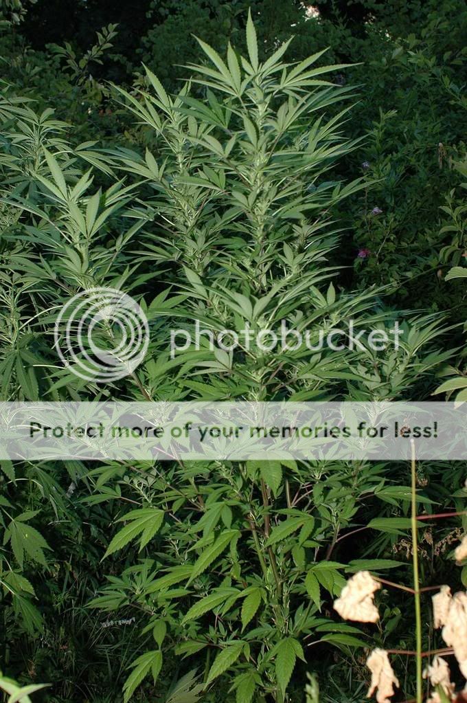 weeds2.jpg