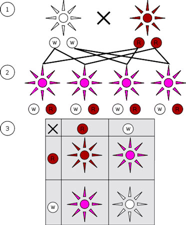 non-mendelian-inheritance.jpg