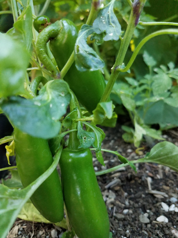 peppers5b.jpg