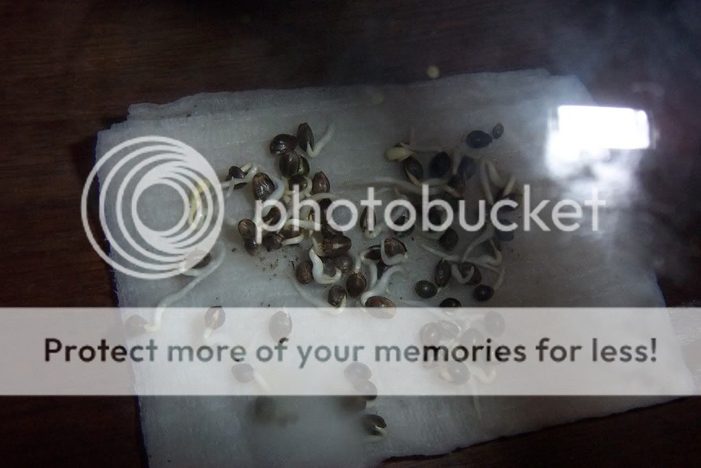 sprouts002.jpg