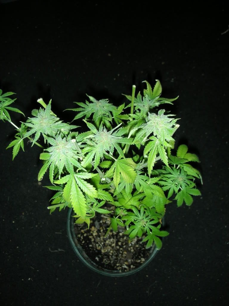 DSCN2942.jpg
