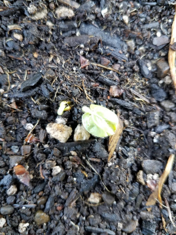 okra06262021.jpg