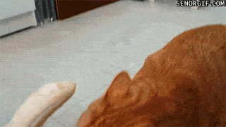 gifs_21.gif