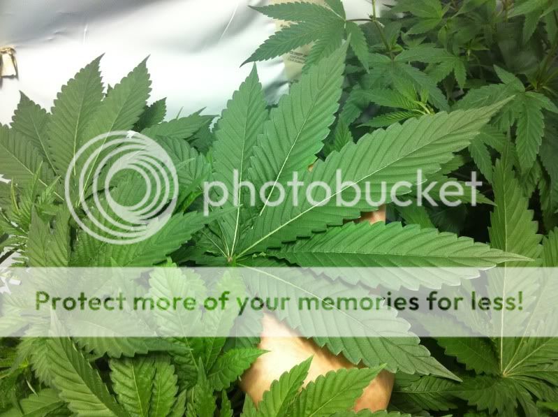 leaf1big.jpg