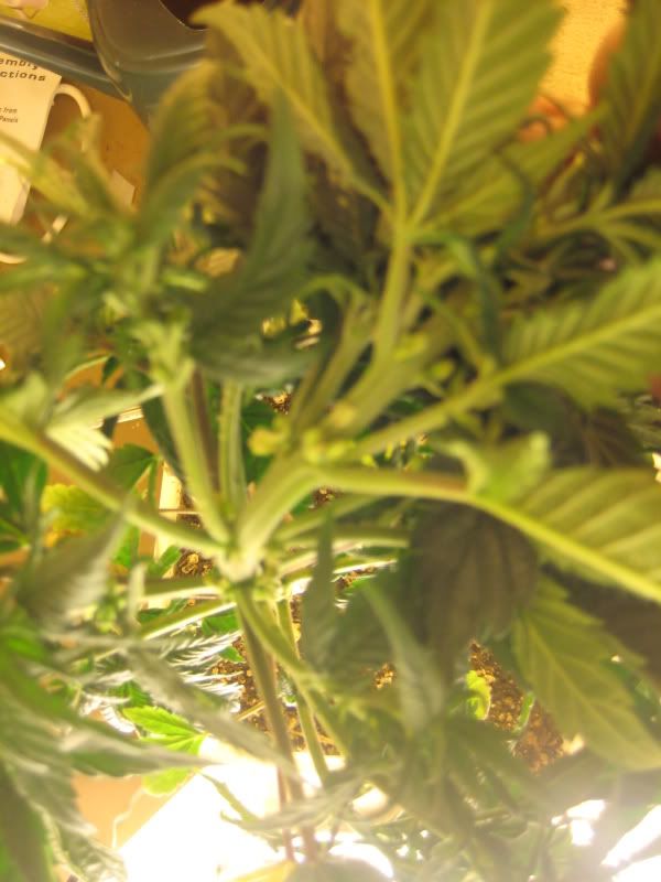 plants109.jpg