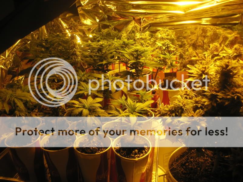 plants312.jpg