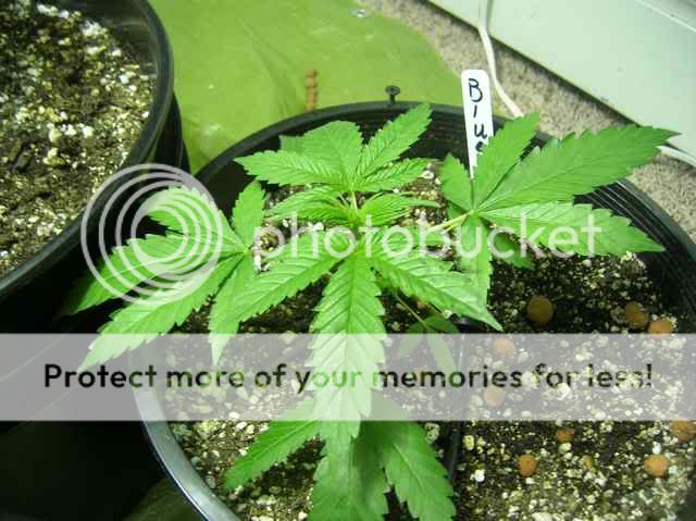 DSCN1073.jpg