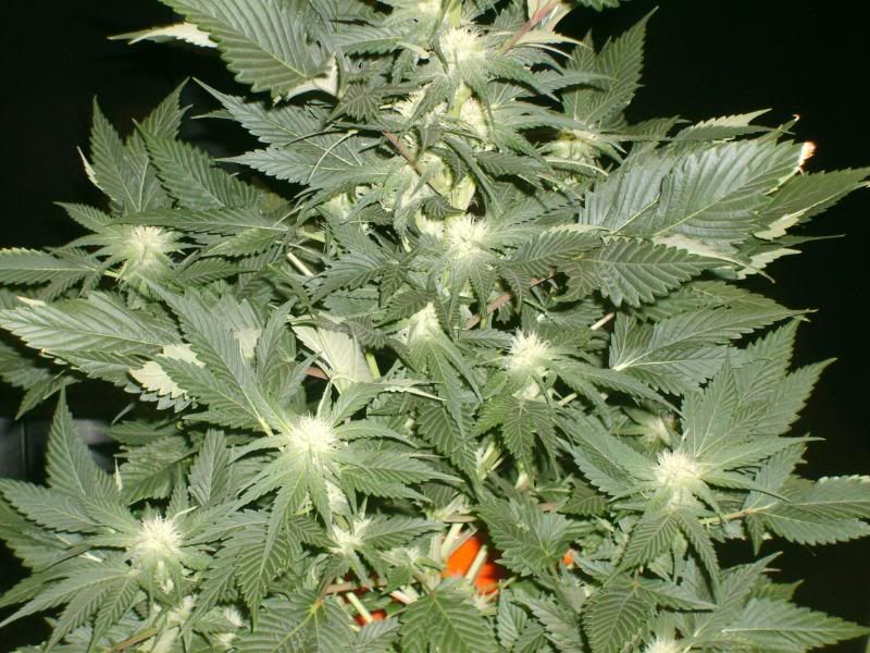 4weeksflowering024.jpg