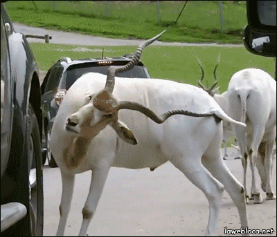 gifs_08.gif