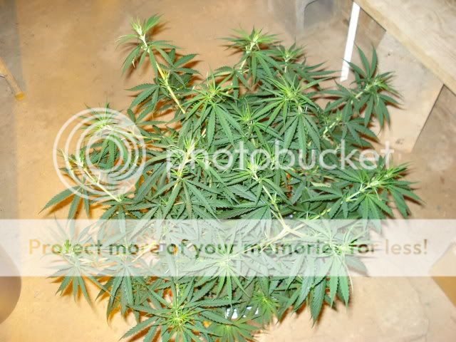 TSSLifeofPlant021.jpg