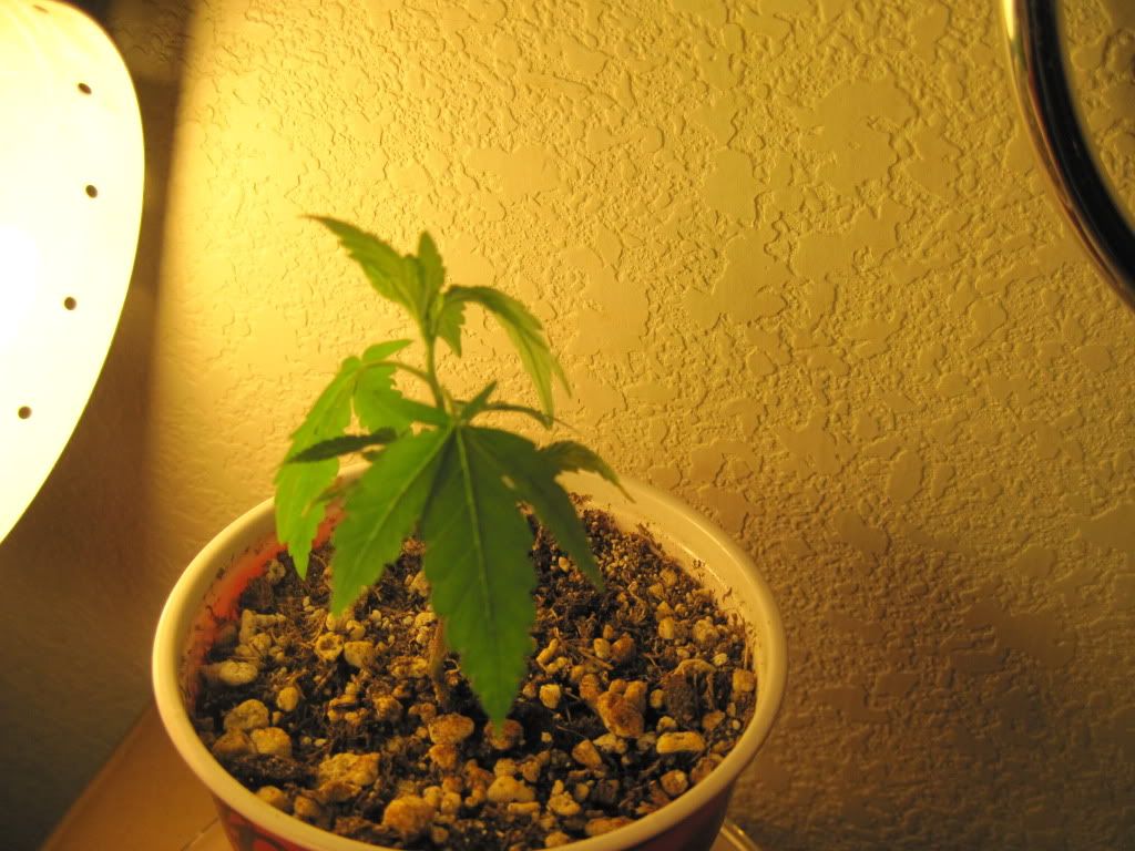 IMG_0484.jpg