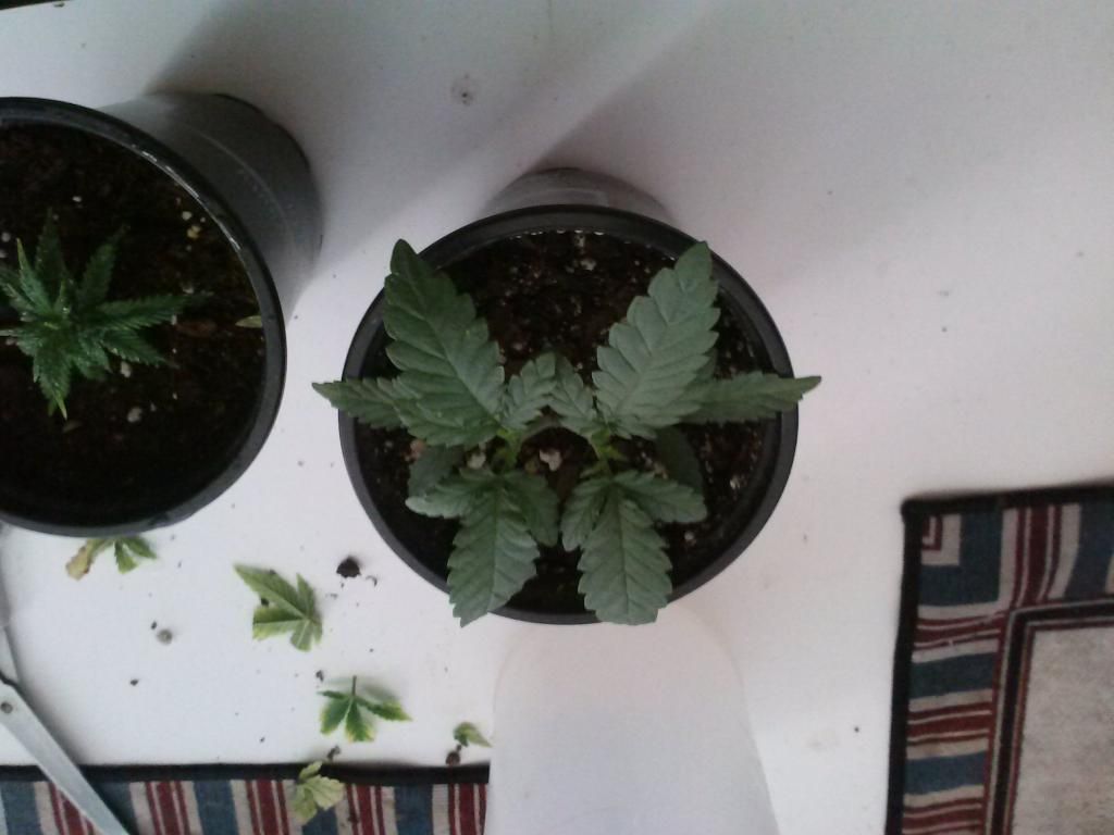 0204131610a_zpsf9086575.jpeg