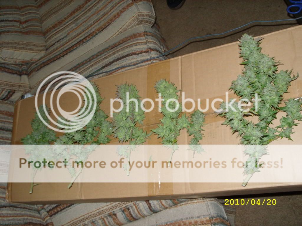 SS851230.jpg