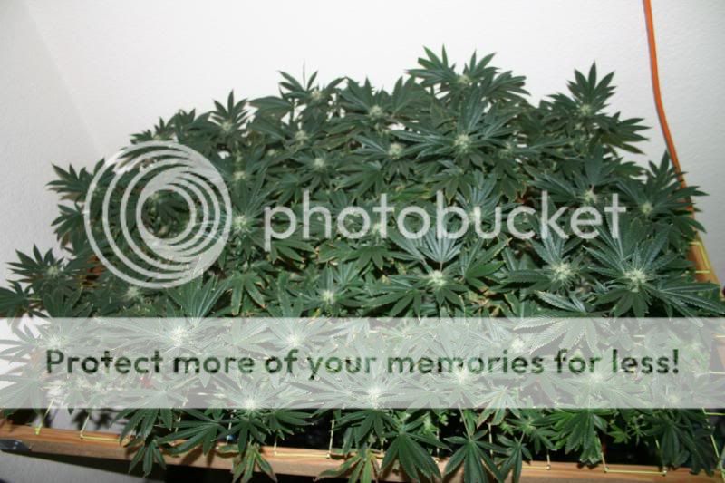 Day44Flowering001.jpg