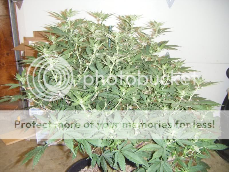 DSCF8224.jpg