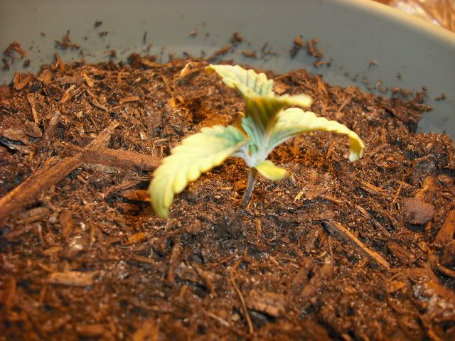 DSCF0191.jpg