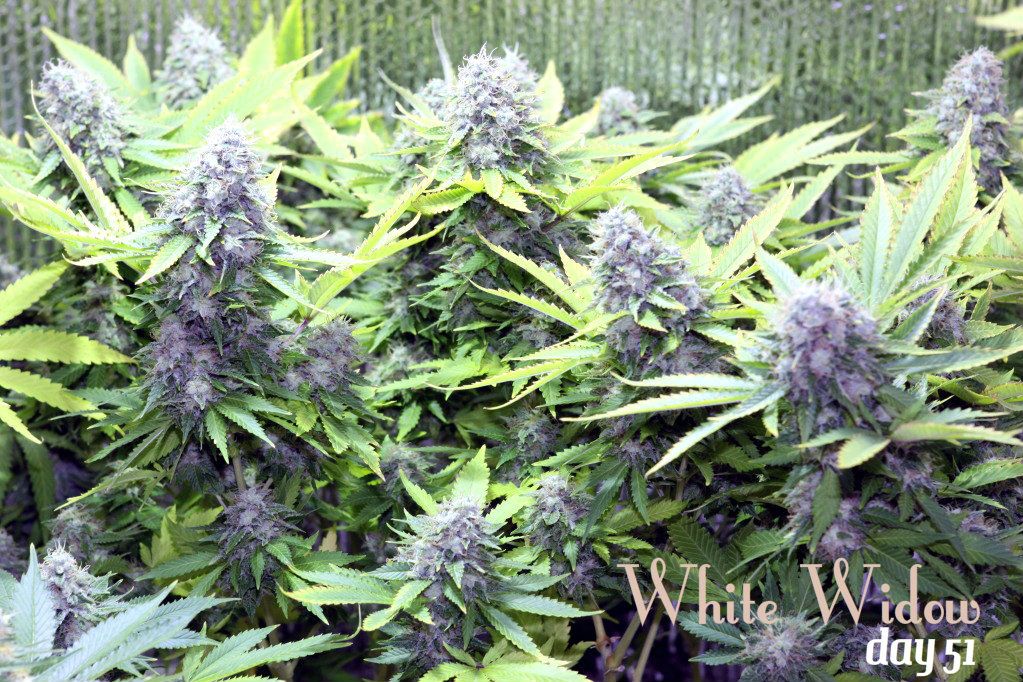 WhiteWidow-1.jpg