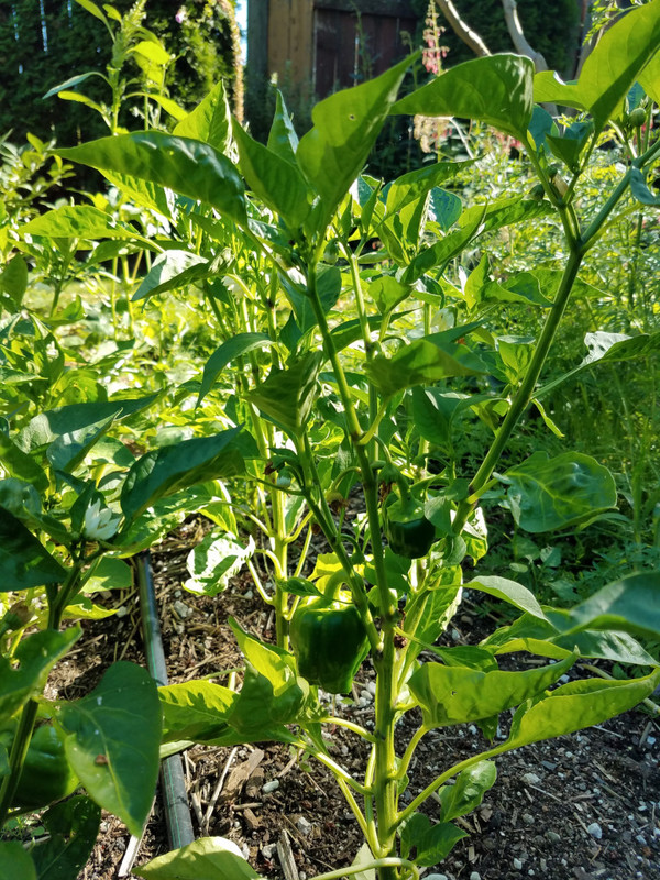 peppers5a.jpg