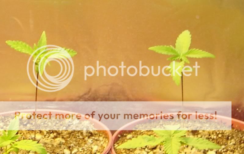 grapekush-1.jpg