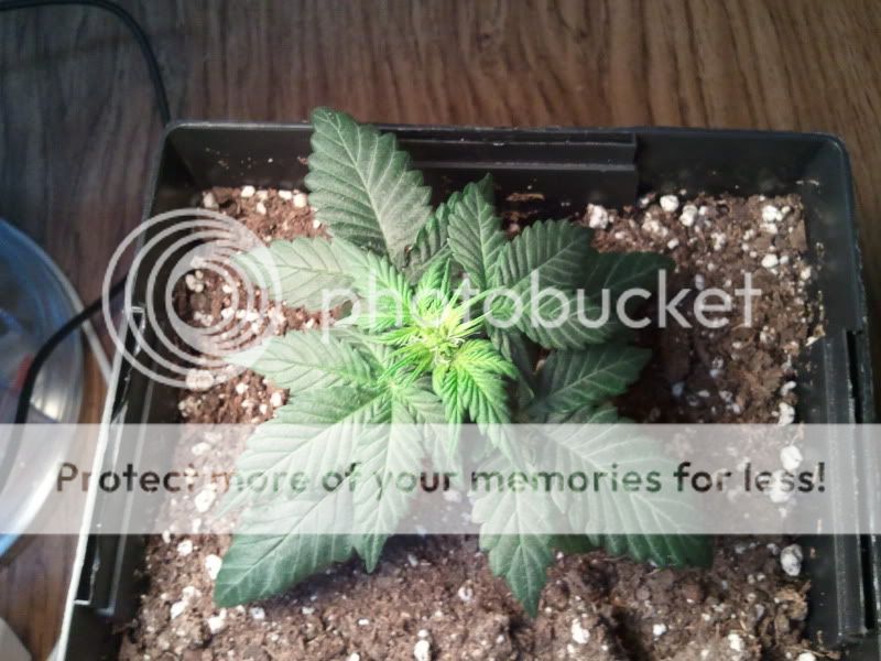 2012-01-20171626.jpg