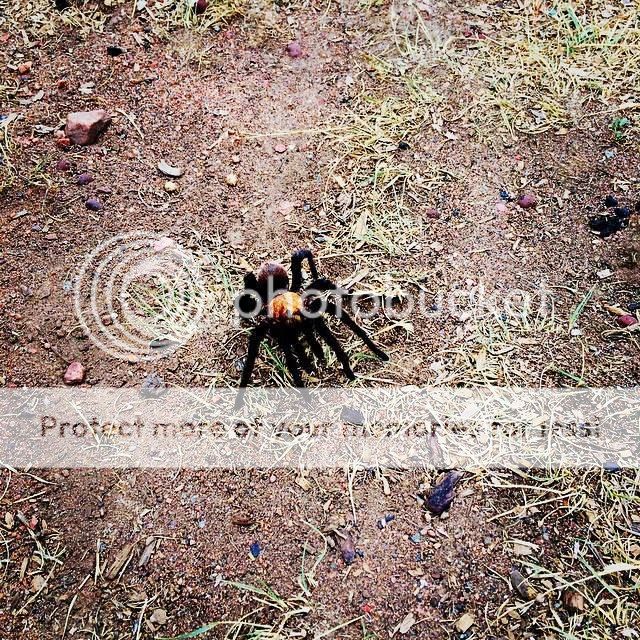 tarantula_zpslsuow0ff.jpg