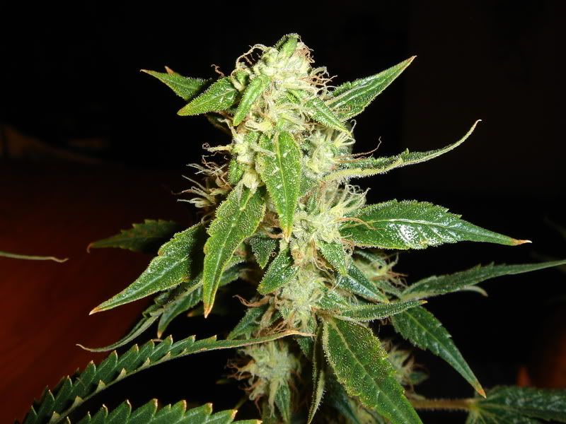 grrrrreazzzzzzzzy010.jpg