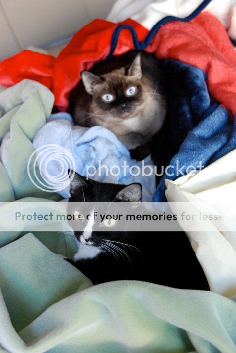 socksandathena.jpg