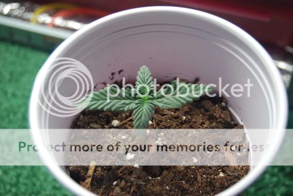 weed26007.jpg